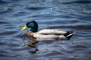 Swimming Mallard Foamex Print