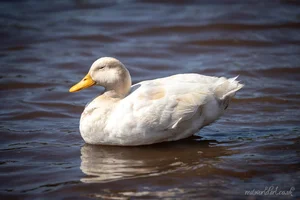 White Leucistic Mallard Foamex Print