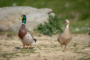 Mallard Pair Foamex Print