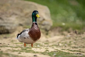 Noble Mallard Duck Foamex Print