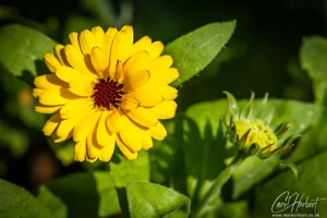 French Marigold Art Prints