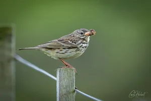 Meadow Pipit Foamex Prints