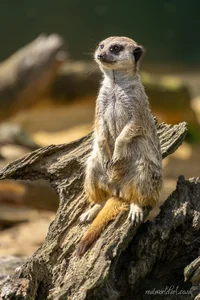 Guarding Meerkat Framed Wall Art