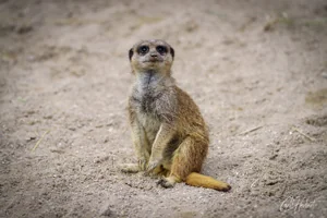 Sandy Meerkat Canvas Wall Art