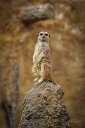 Majestic Meerkat Canvas Wall Art
