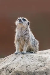Watchful Baby Meerkat Canvas Wall Art