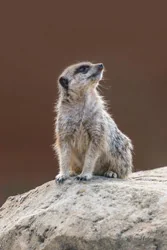 Alert Baby Meerkat Canvas Wall Art