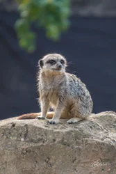 Wary Baby Meerkat Canvas Wall Art