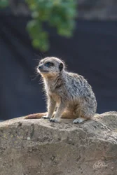 Vigilant Baby Meerkat Canvas Wall Art