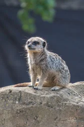 Guarding Baby Meerkat Canvas Wall Art