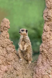 Vigilant Meerkat Canvas Wall Art