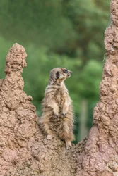 Regal Meerkat Canvas Wall Art