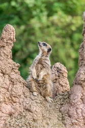 Wary Meerkat Canvas Wall Art