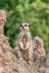 Perched Meerkat Canvas Wall Art