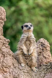 Fluffy Meerkat Canvas Wall Art