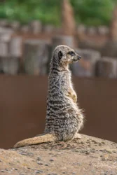 Guarding Meerkat Canvas Wall Art