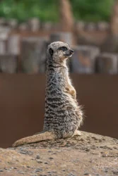 Standing Meerkat Canvas Wall Art