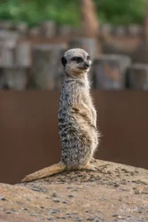 Waiting Meerkat Canvas Wall Art