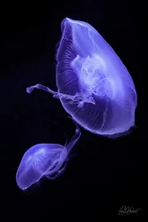 Swimming Purple Moon Jellyfish Canvas Wall Art