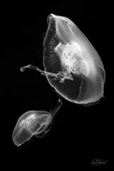 Swimming White Moon Jellyfish Canvas Wall Art