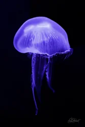 Purple Moon Jellyfish Canvas Wall Art