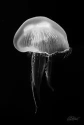 Domed Moon Jellyfish Canvas Wall Art