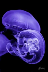 Two Purple Moon Jellyfish Canvas Wall Art