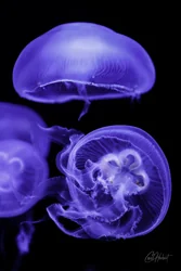 Three Purple Moon Jellyfish Canvas Wall Art