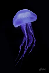 Moon Jellyfish Canvas Wall Art