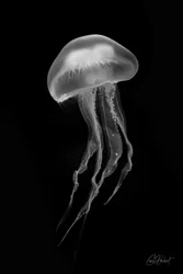 White Moon Jellyfish Canvas Wall Art