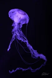 Single Moon Jellyfish Canvas Wall Art