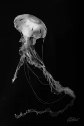White Single Moon Jellyfish Canvas Wall Art