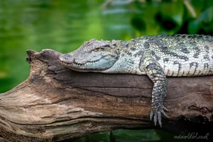 Mugger Crocodile Framed Wall Art