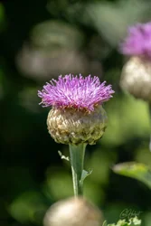 Musk Thistle Art Prints