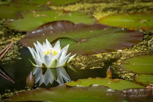 Nymphaea Alba Water Lily Art Prints