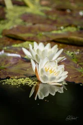 Double Water Lily Art Prints