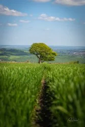 Spring Wheat Field Tree Wall Art Prints