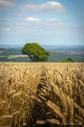 Summer Wheat Field Tree Wall Art Prints
