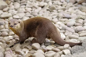 Otter on Stones Canvas Wall Art