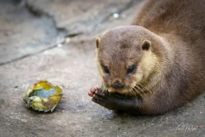 Otter Eating Crab Canvas Wall Art