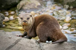 Otter Canvas Wall Art