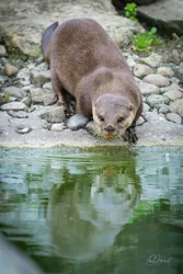 Otter Drinking Water Canvas Wall Art