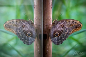 Owl Butterfly Canvas Wall Art