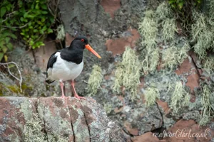 Oyster Catcher Watching Wall Art Prints