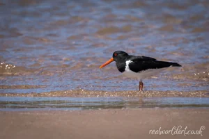 Foraging Oyster Catcher Wall Art Prints