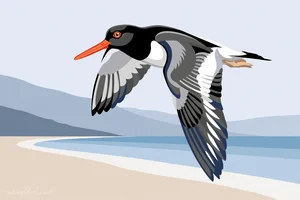 Eurasian Oystercatcher Coastal Illustration Art Prints