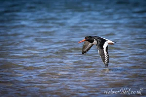 Oyster Catcher in Flight Wall Art Prints