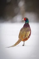 Snow Pheasant Foamex Prints