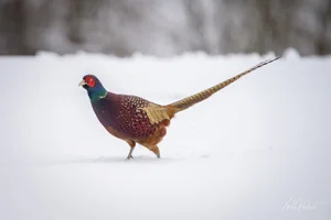 Wild Winter Pheasant Foamex Prints