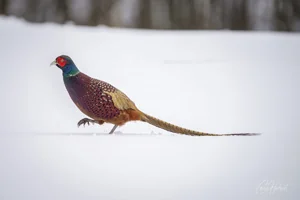 Winter Pheasant Foamex Prints